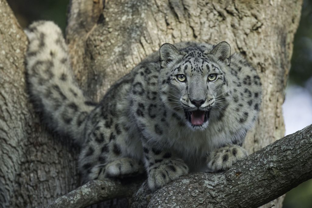 Thoiry ZooSafari: Skip The Line