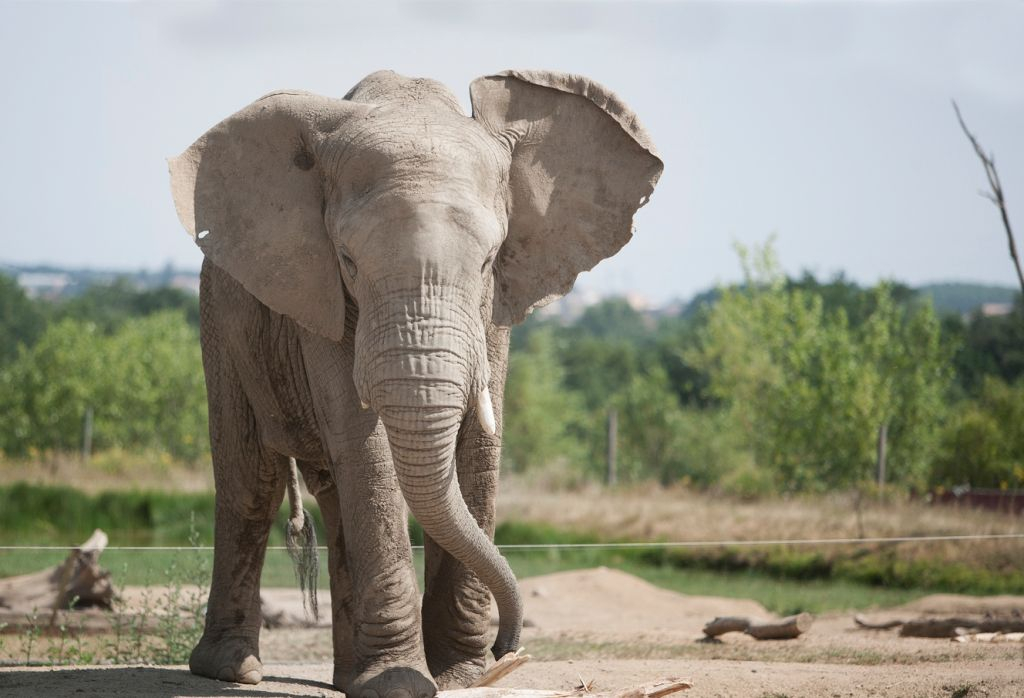 Safari de Peaugres: bilhete de entrada