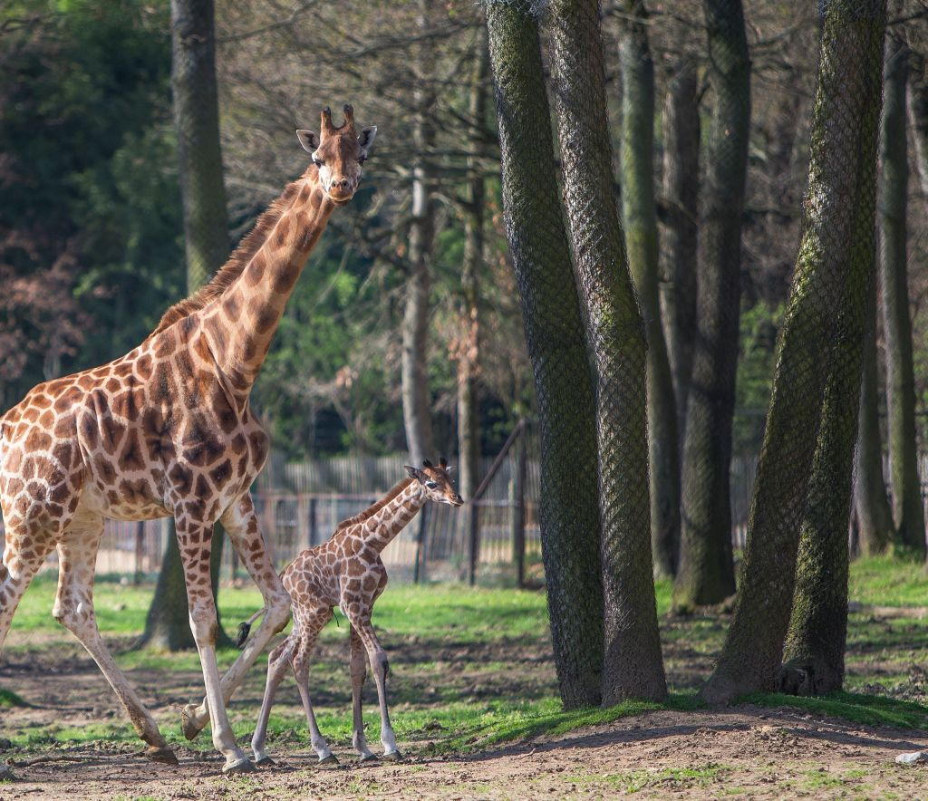 Safari de Peaugres: Entry Ticket