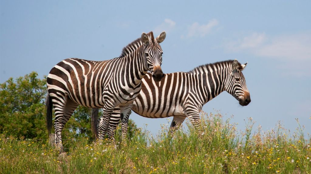 Safari de Peaugres: Entry Ticket
