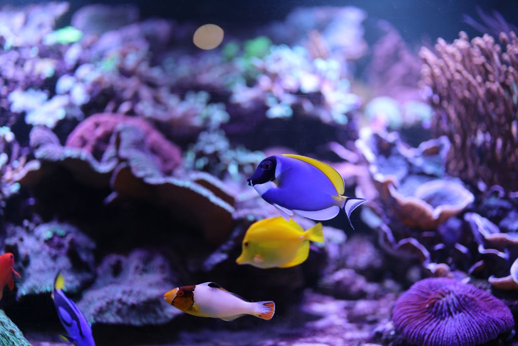 Aquarium d'Amnéville: Billet avec accès rapide