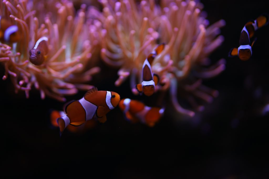 Aquarium d'Amnéville: Billet avec accès rapide
