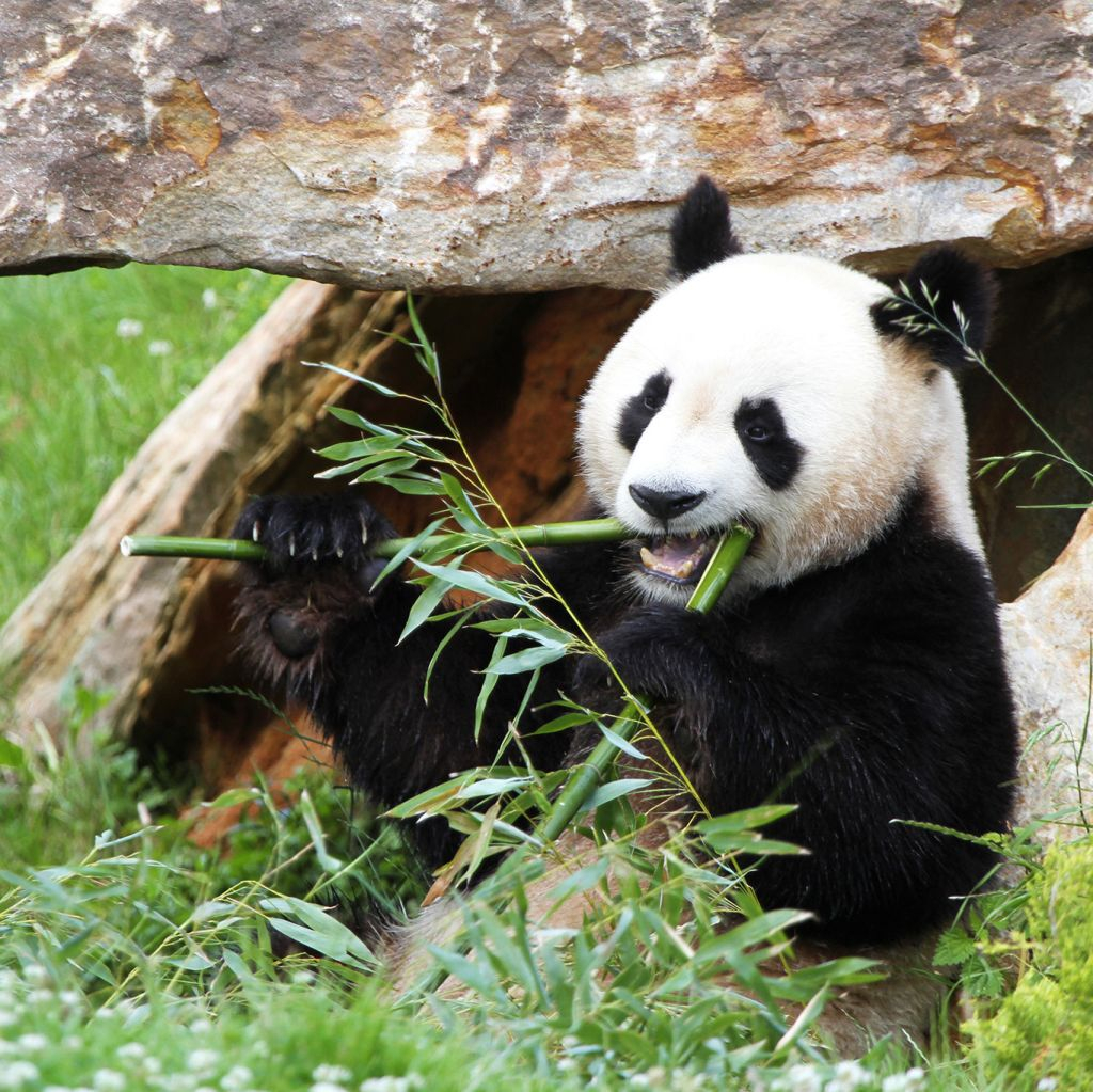 ZooParc de Beauval: Billet d'entrée