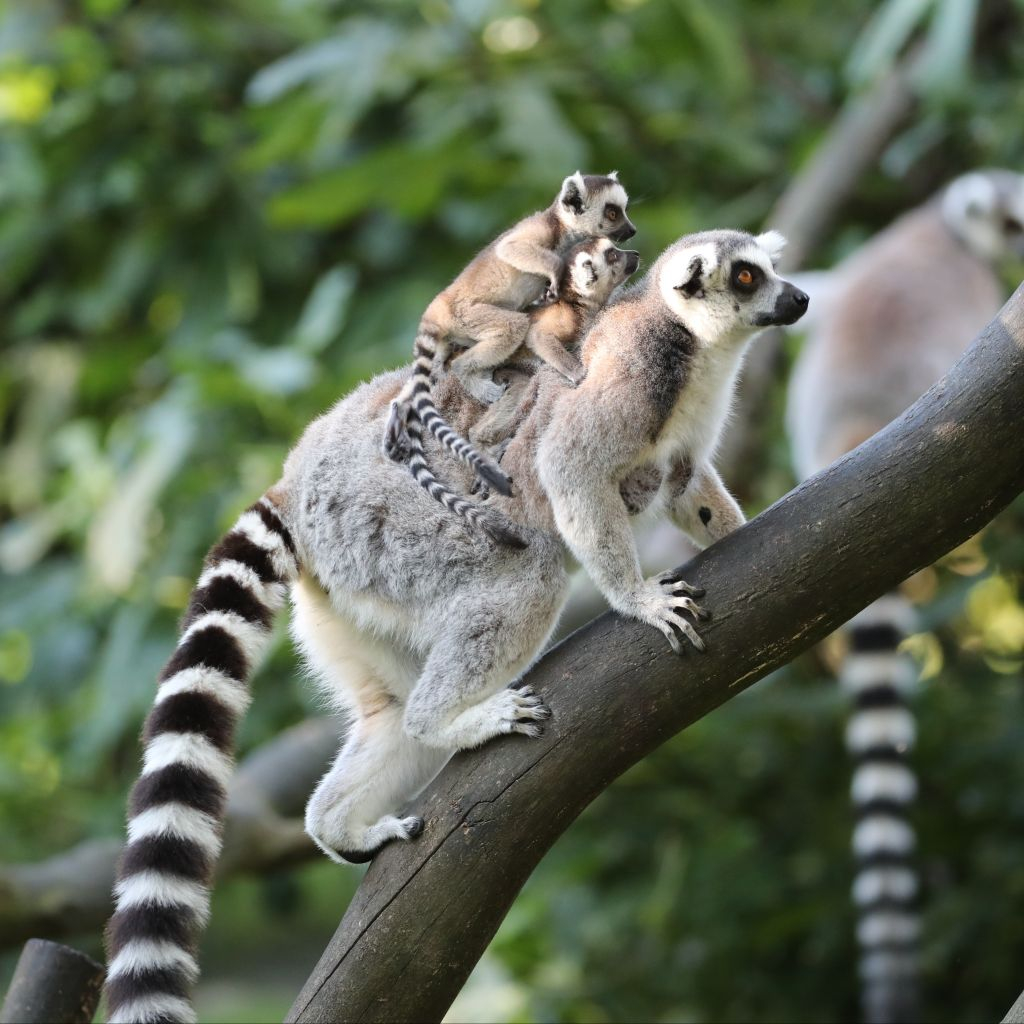 ZooParc de Beauval: Billet d'entrée