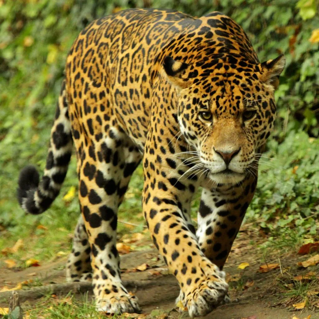 ZooParc de Beauval: Billet d'entrée