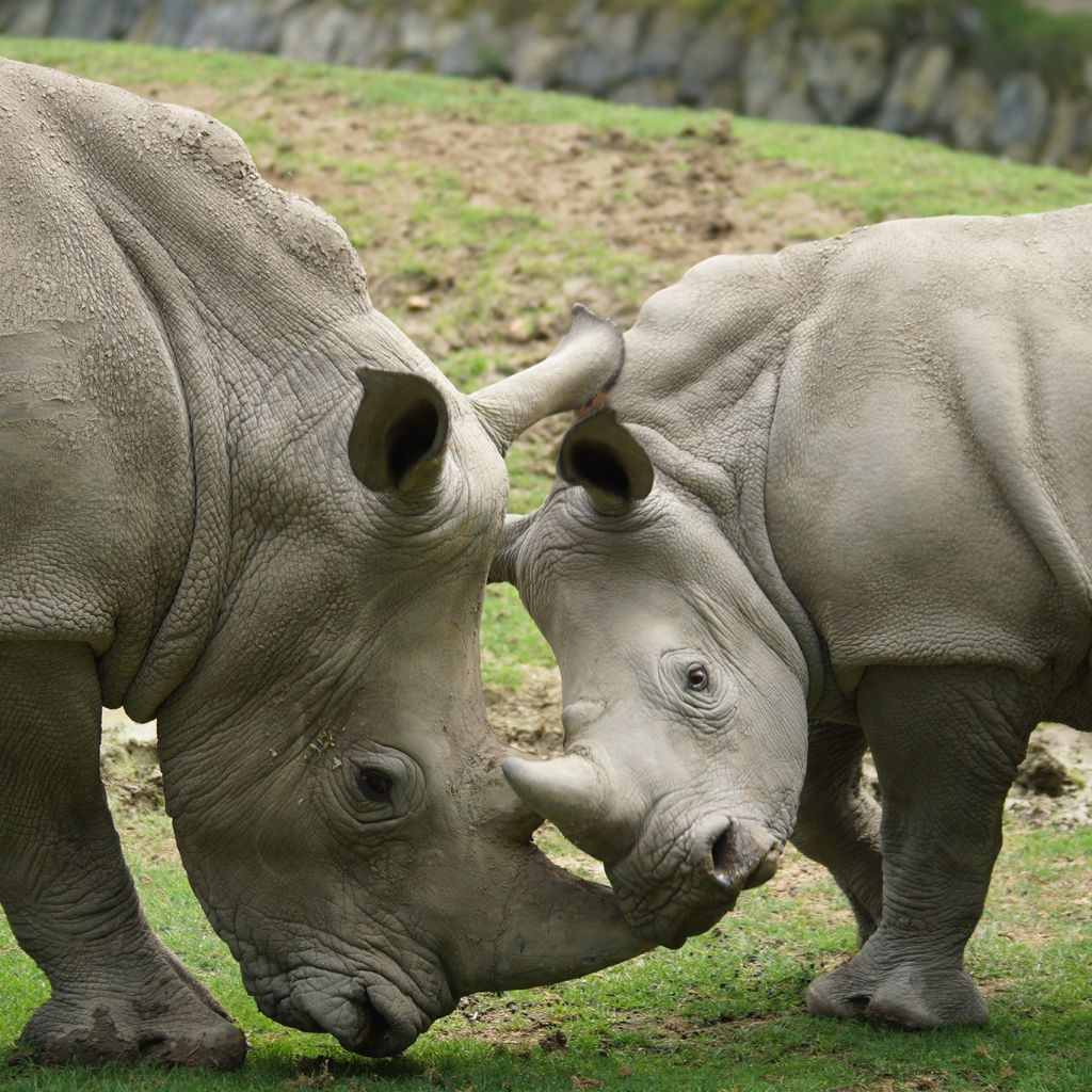 ZooParc de Beauval: Billet d'entrée