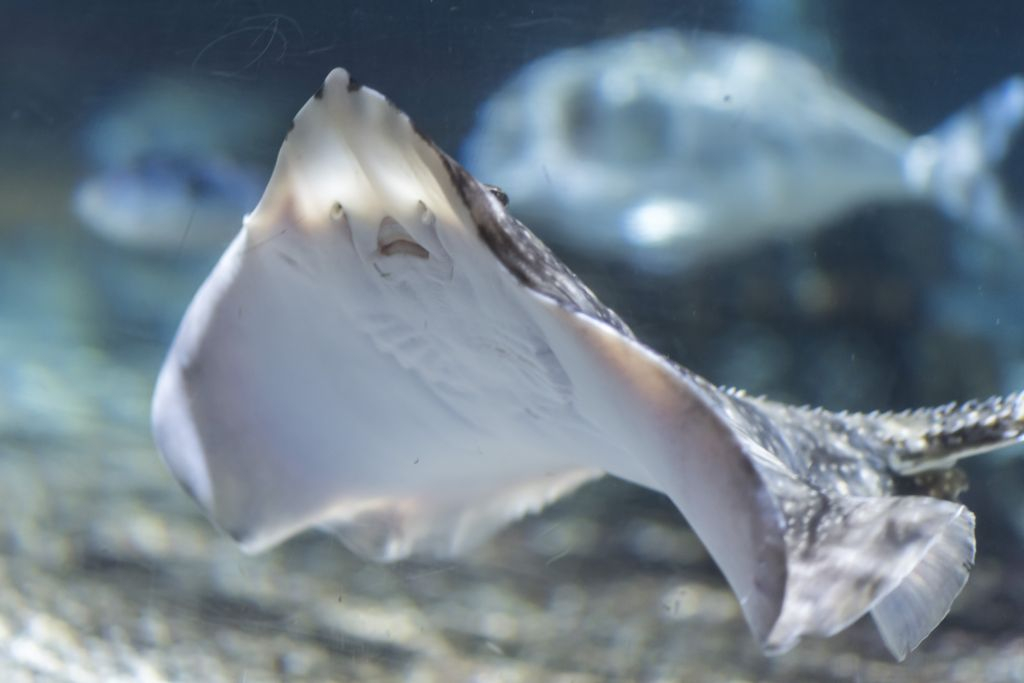 SEA LIFE Paris Aquarium