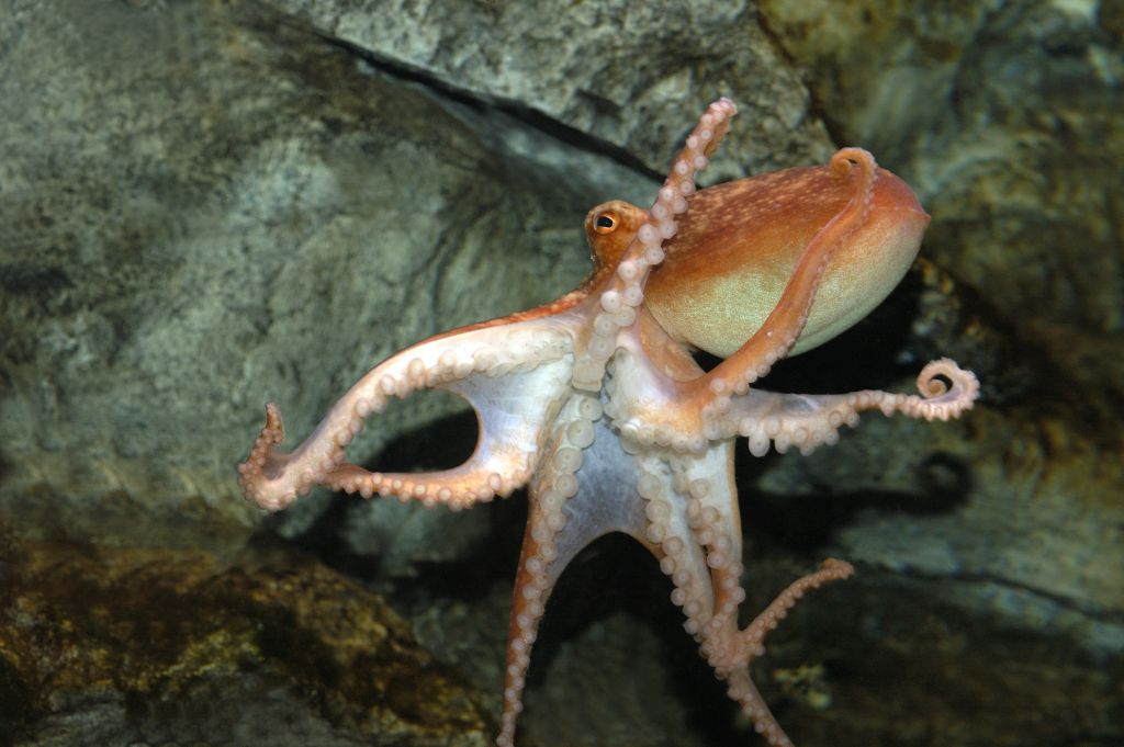 SEA LIFE Paris Aquarium