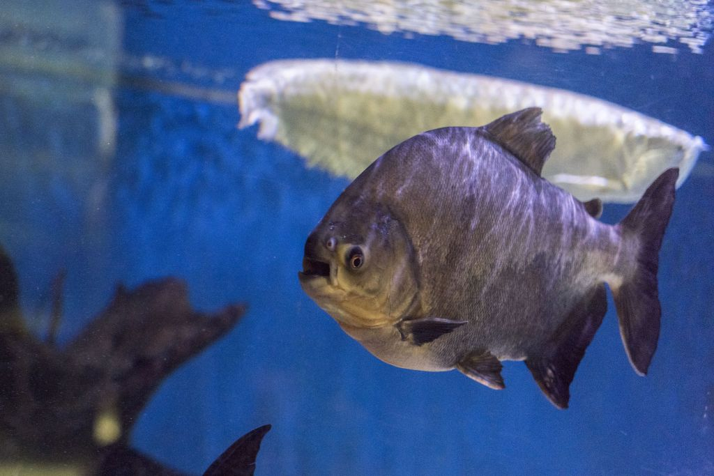 SEA LIFE Paris Aquarium