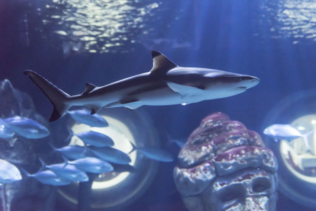 SEA LIFE Paris Aquarium