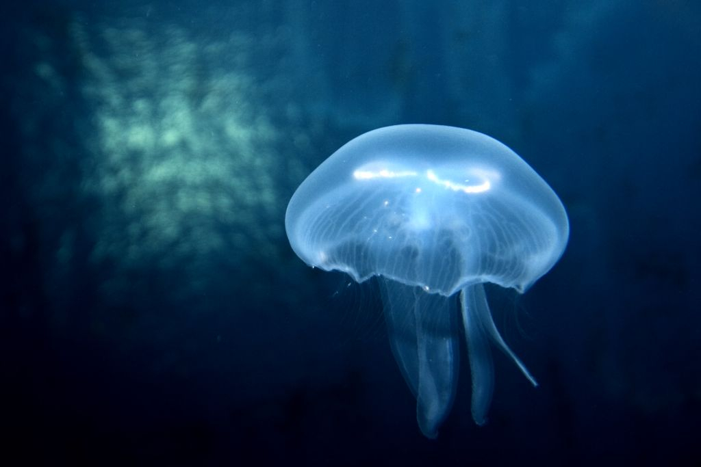 SEA LIFE Paris Aquarium
