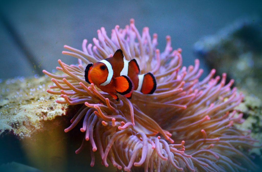 SEA LIFE Paris Aquarium