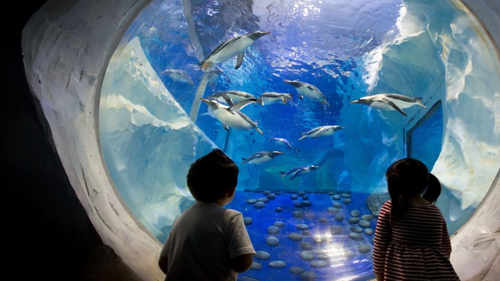 Seaquarium du Grau-du-Roi: Billet d'entrée