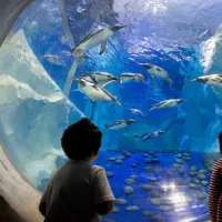 Seaquarium Le Grau-du-Roi: Entry Ticket