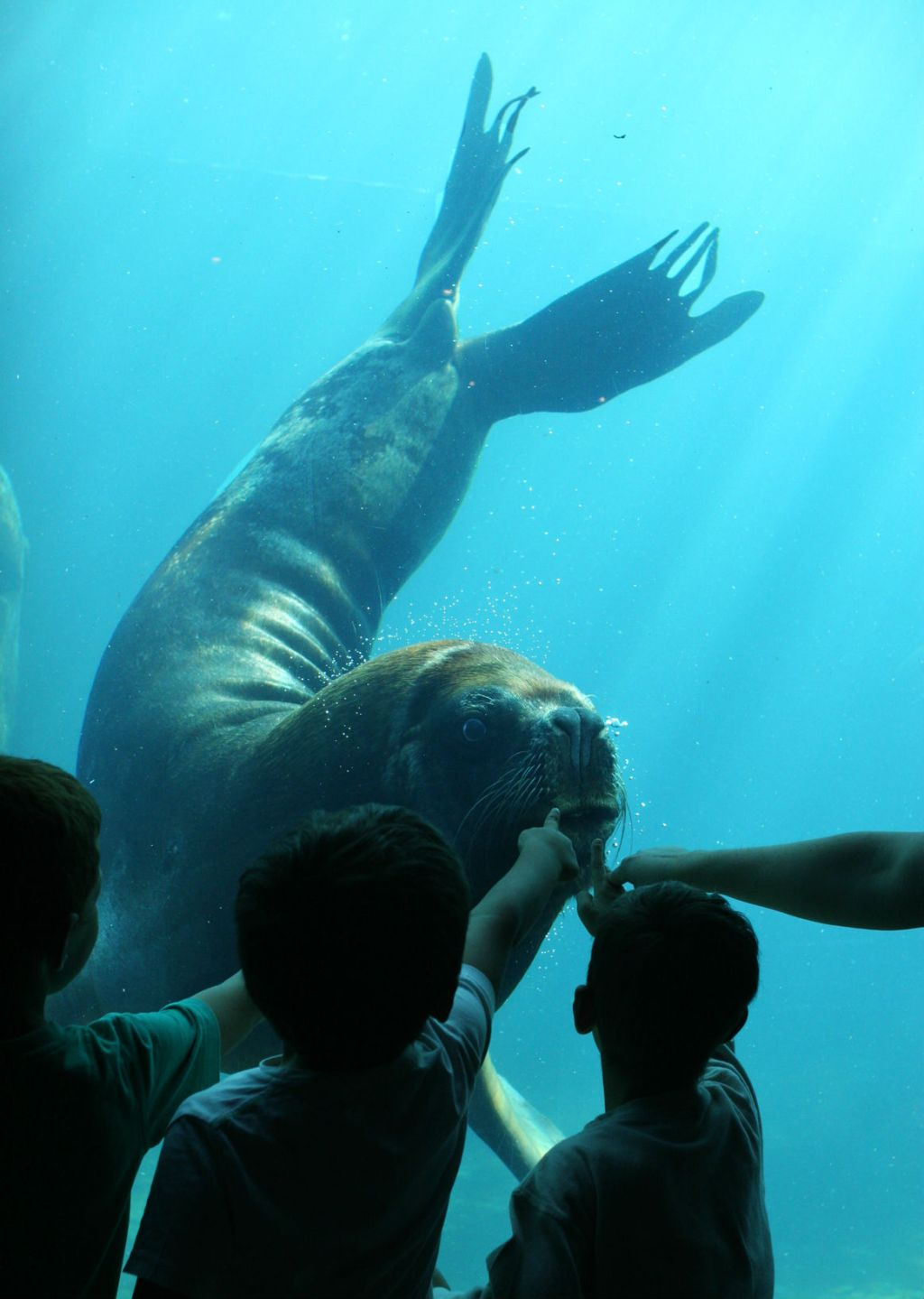 Seaquarium du Grau-du-Roi: Billet d'entrée