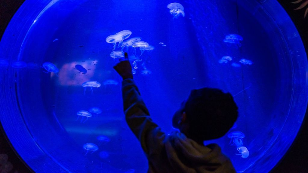 Seaquarium du Grau-du-Roi: Billet d'entrée