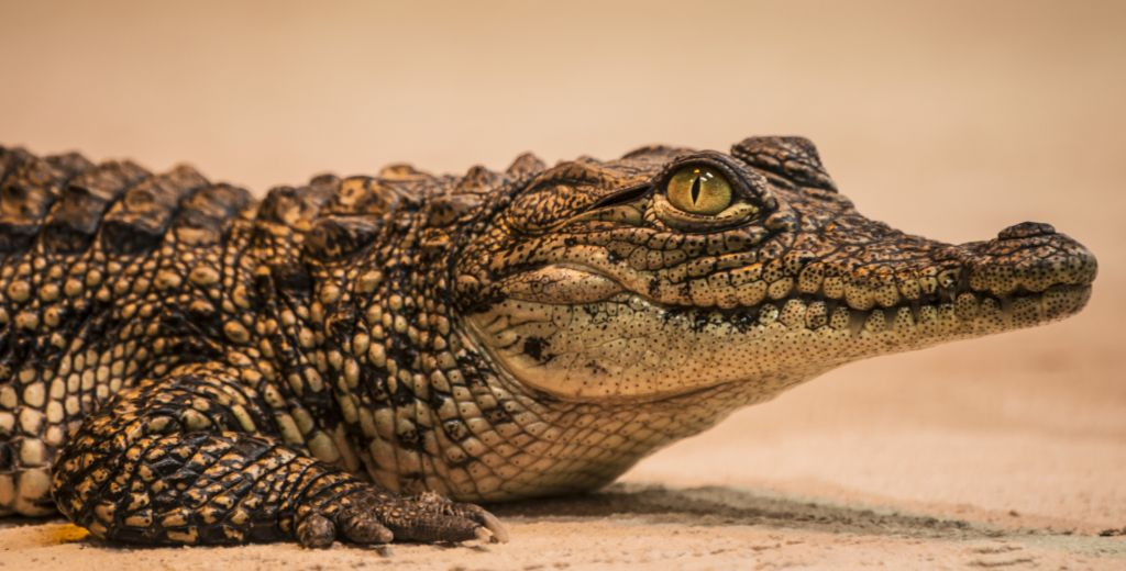 Crocodile Park