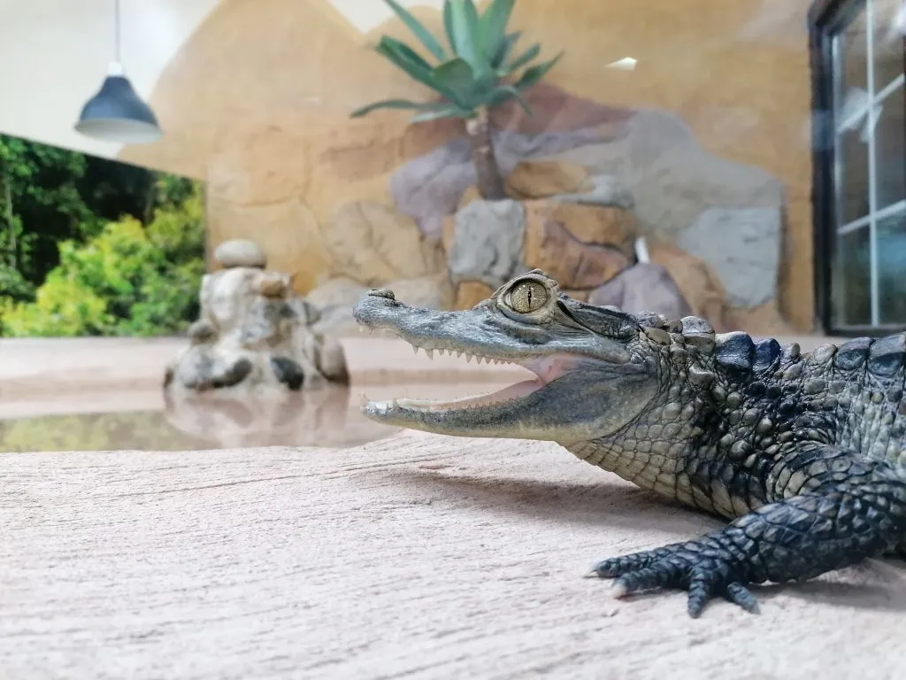 Crocodile Park