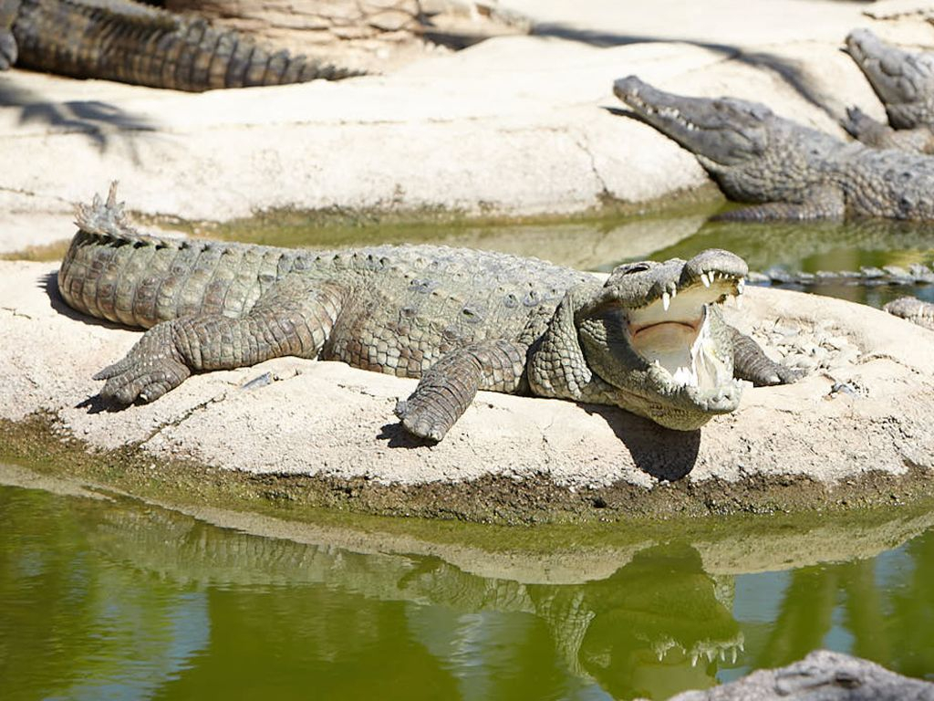 Crocodile Park Torremolinos