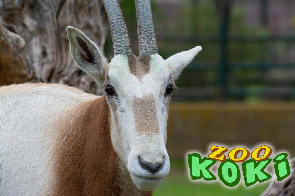 Zoo Koki