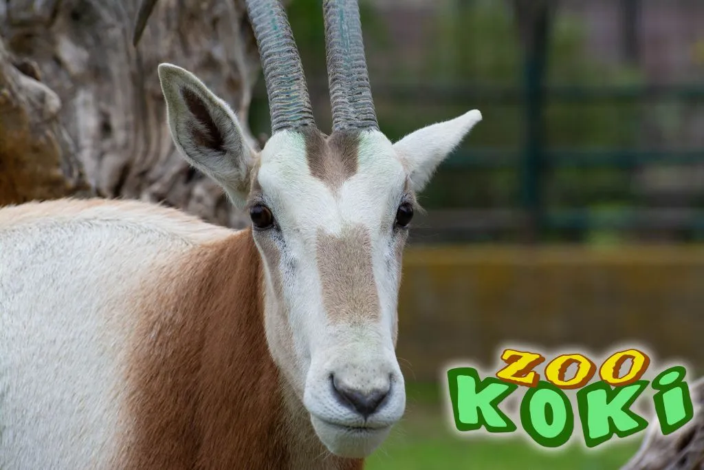 Koki Zoo