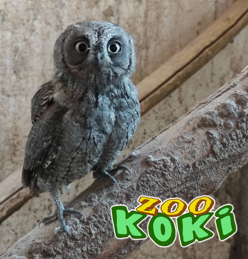 Zoo Koki