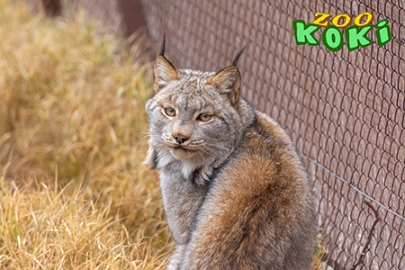 Zoo Koki