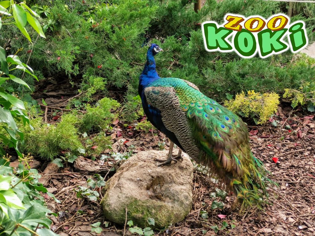 Zoo Koki