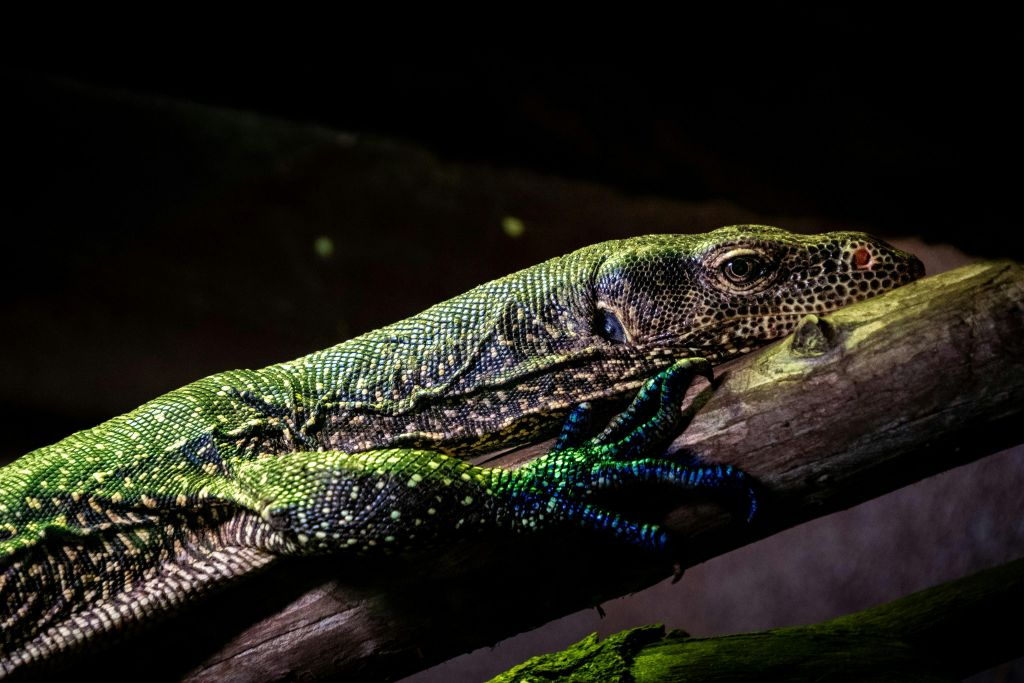 La Ferme aux Crocodiles: Billet d'entrée
