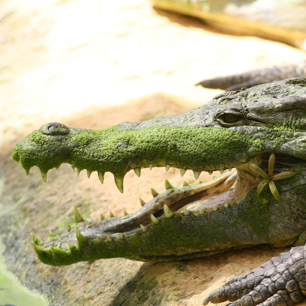 La Ferme aux Crocodiles: Entrada