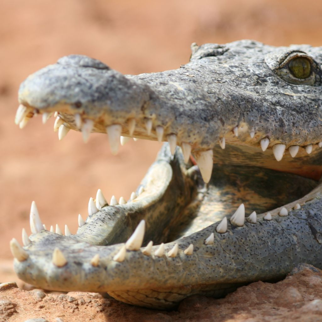 La Ferme aux Crocodiles: Entry Ticket