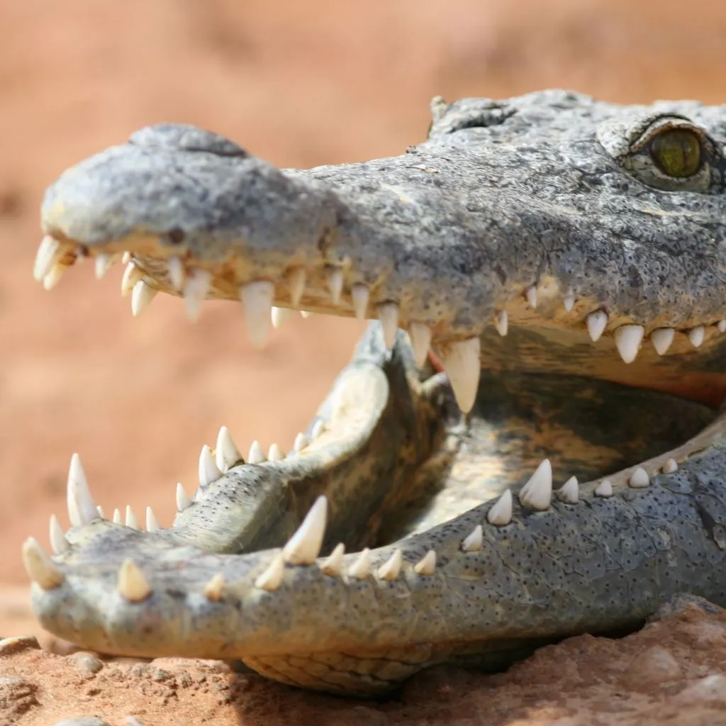 La Ferme aux Crocodiles: Billet d'entrée