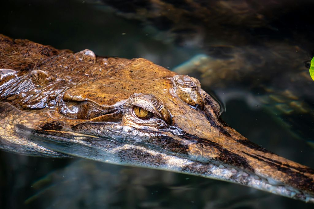 La Ferme aux Crocodiles: Billet d'entrée