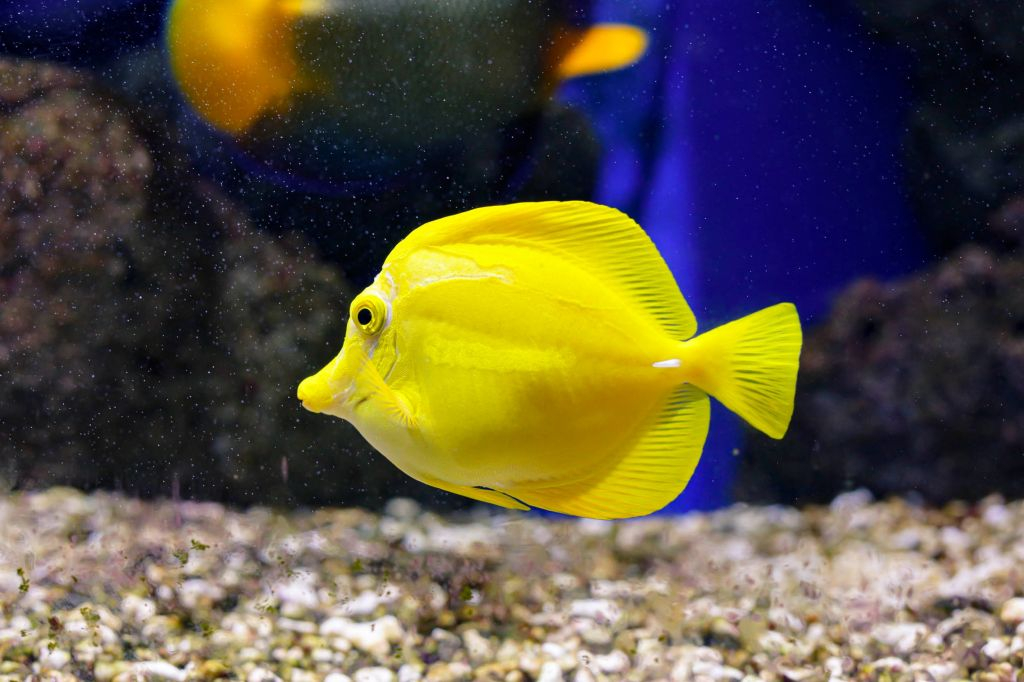 Aquarium d'Oniria: Billet d'entrée