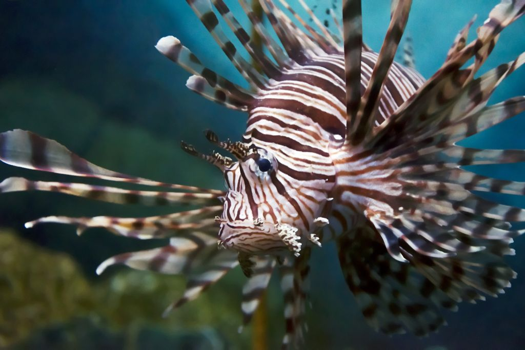Aquarium d'Oniria: Billet d'entrée