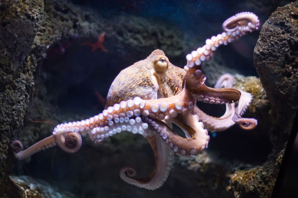 Aquarium d'Oniria: Billet d'entrée