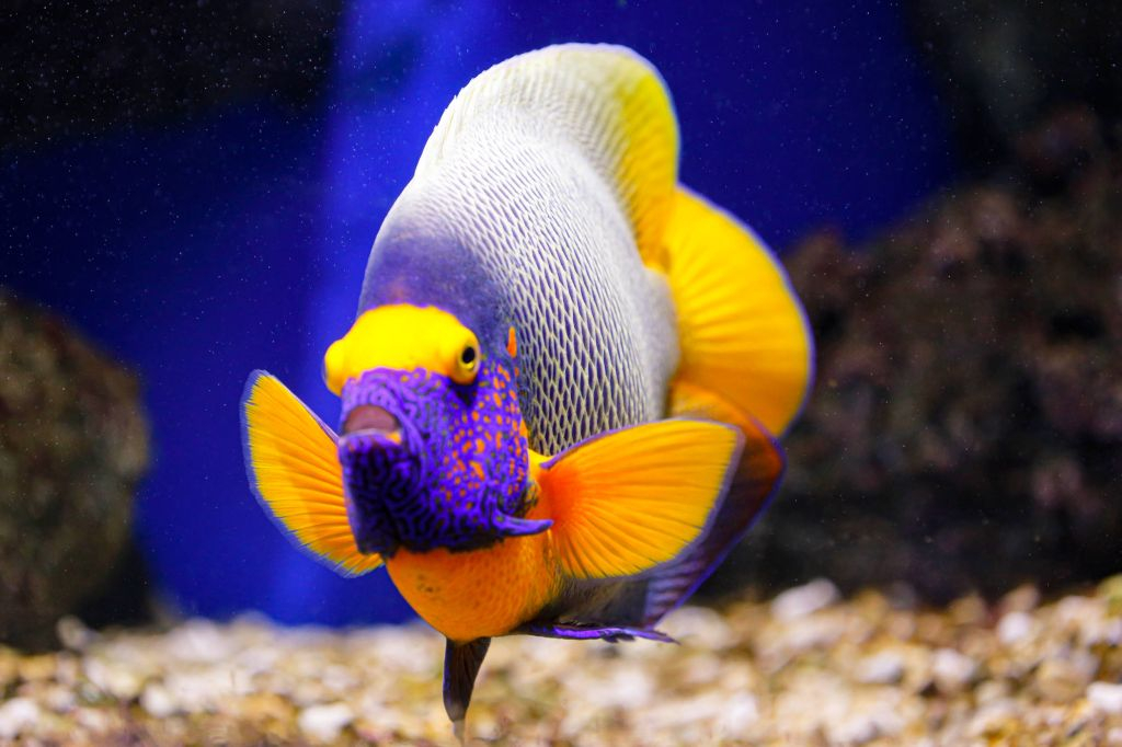 Aquarium d'Oniria: Billet d'entrée