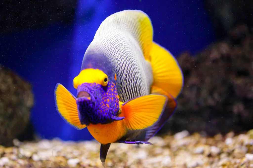Aquarium d'Oniria: Billet d'entrée