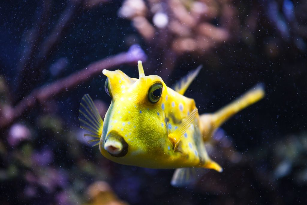 Aquarium d'Oniria: Billet d'entrée