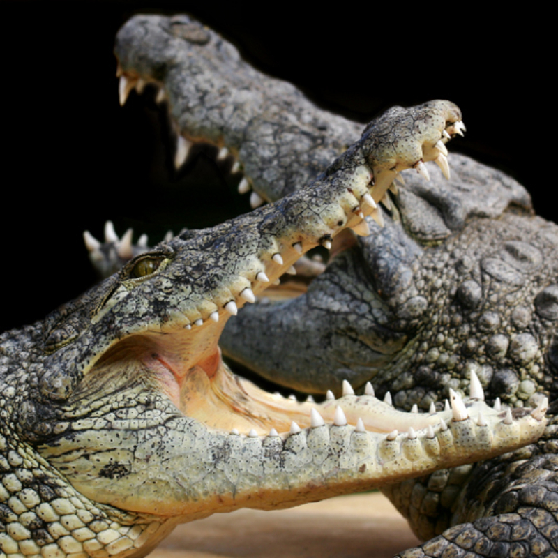 Alligator Bay: bilhete de entrada