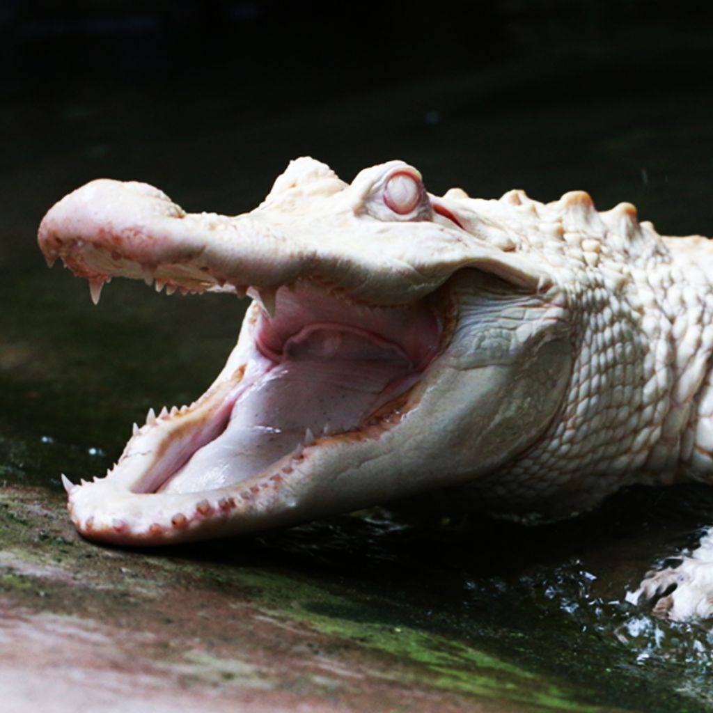 Alligator Bay: Billet d'entrée