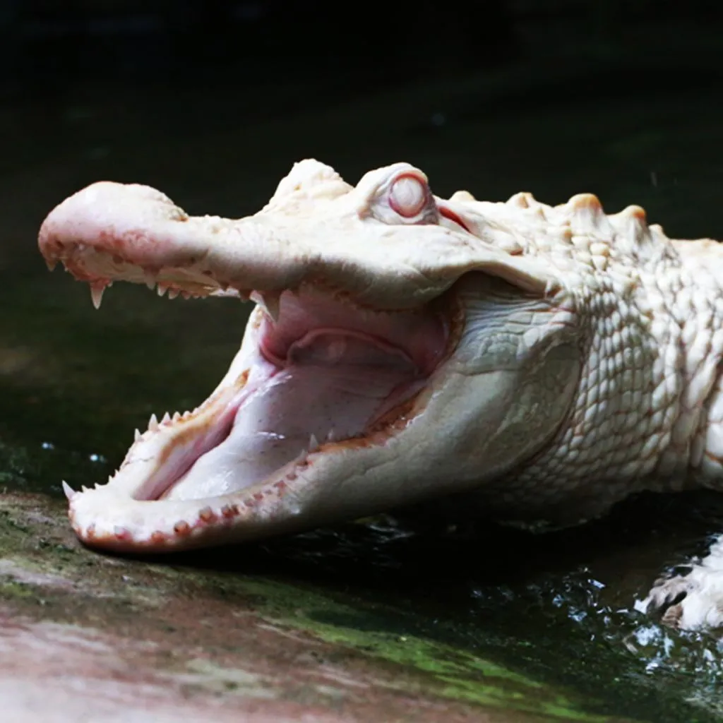 Alligator Bay: Billet d'entrée