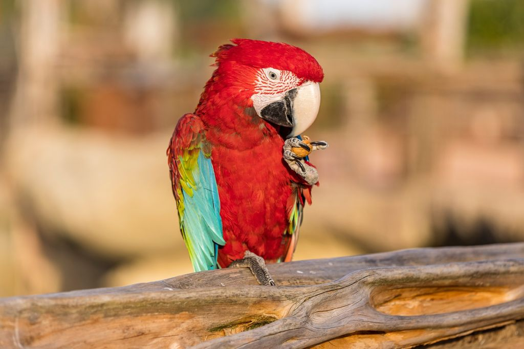 Parrot World : Ticket journalier