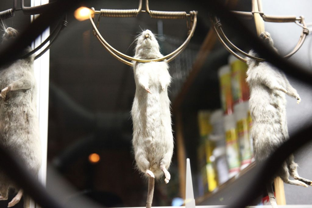 Il cuore oscuro di Parigi: Tour notturno di fantasmi e misteri