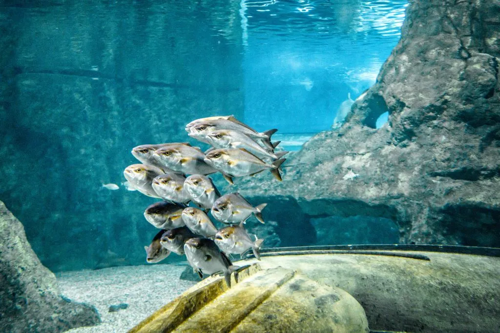 Aquarium Costa de Almería