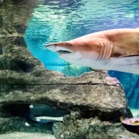Aquarium Costa of Almería