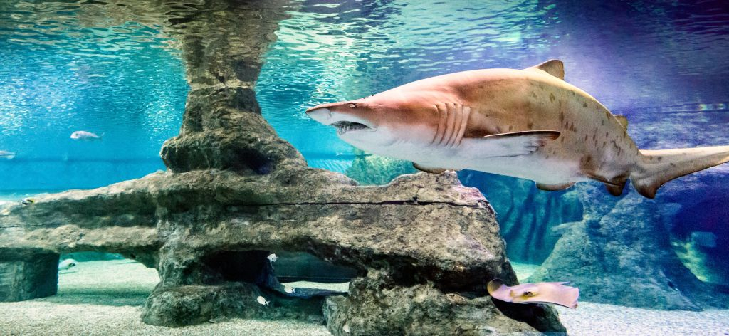 Aquarium Costa de Almería