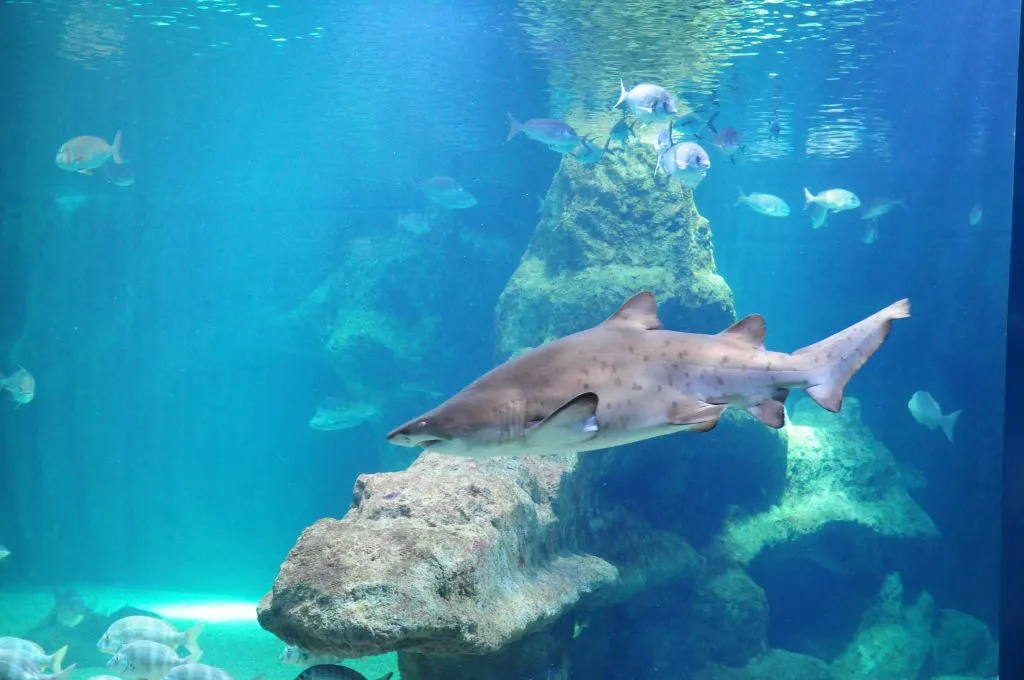 Aquarium Costa de Almería