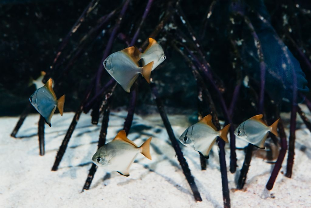 Aquarium du Grand Lyon: Entry Ticket