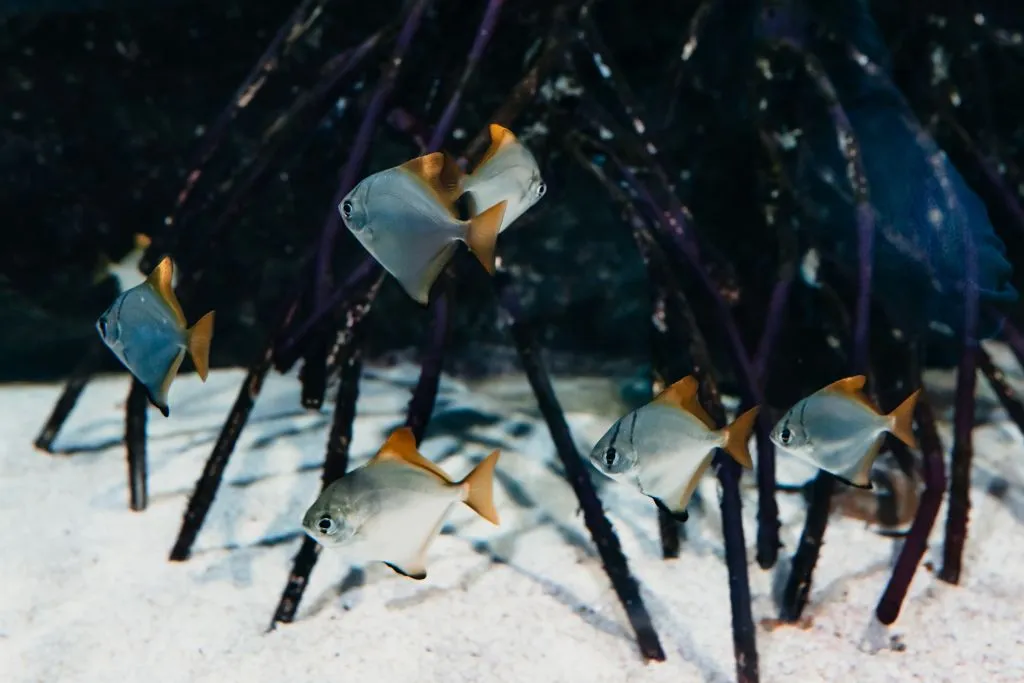 Aquarium du Grand Lyon: Entry Ticket